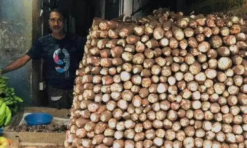 കപ്പടിച്ച് കപ്പ കർഷകർ; വില 40നുമുകളിൽ