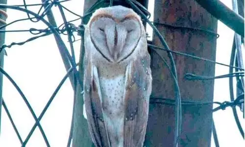 Barn owl