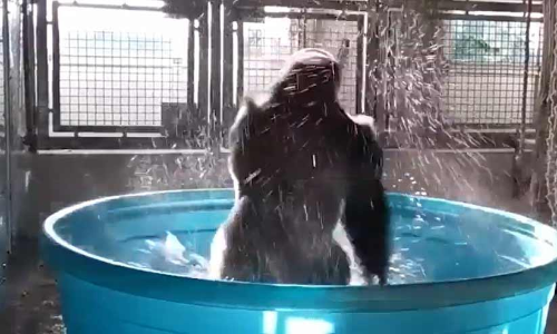 Gorillas  Throwback Dancing Video Again Went Viral On Social media