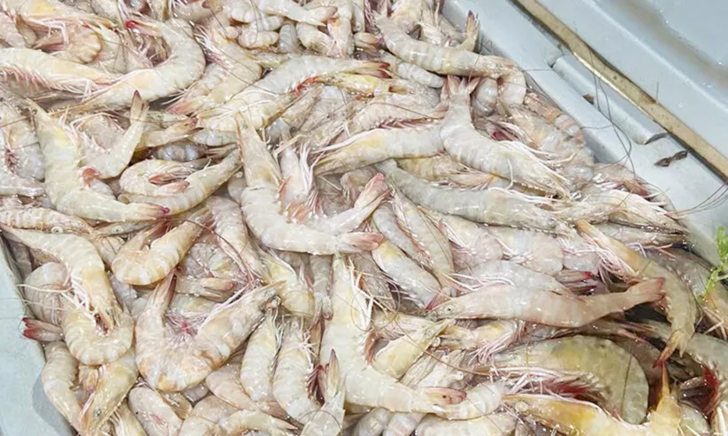 Ban on fishing Prawns starts today