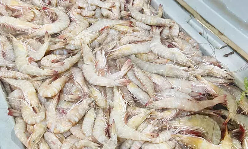 Ban on fishing Prawns starts today
