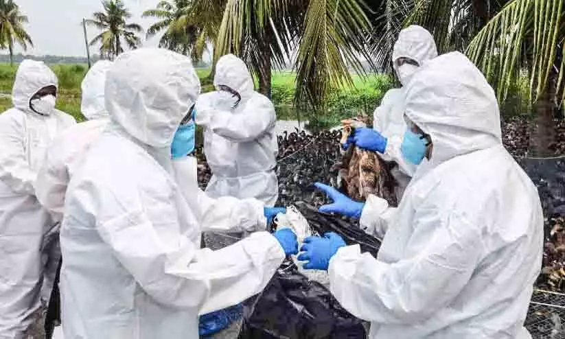 പക്ഷിപ്പനി ബാധിച്ച താറാവുകളെ കൊന്നൊടുക്കി