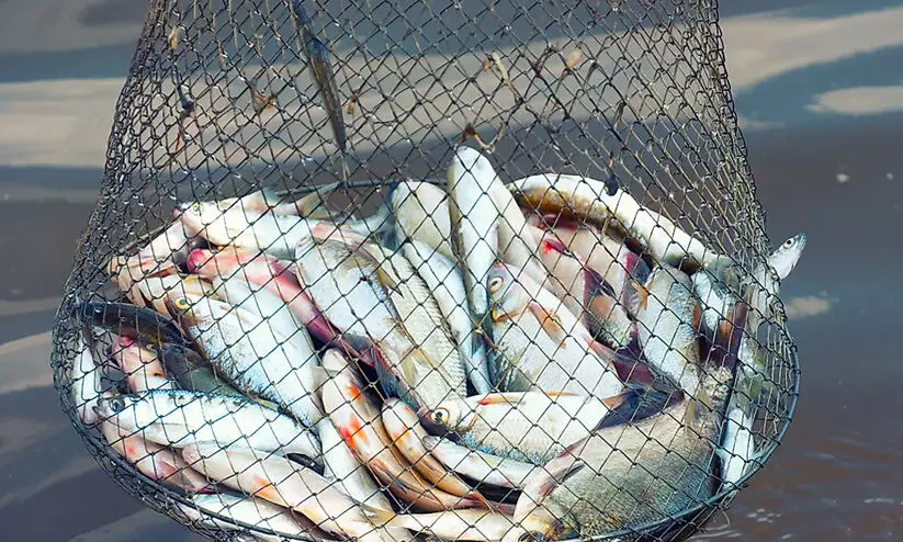 Strict Action against those who violate fishing laws