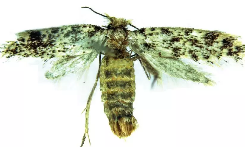 പുതിയ ഇനം നിശാശലഭത്തിന് തൃശൂർ സെൻറ് തോമസ് കോളജിന്റെ പേര് പുതിയ ഇനം നിശാശലഭത്തിന് തൃശൂർ സെൻറ് തോമസ് കോളജിന്റെ പേര്