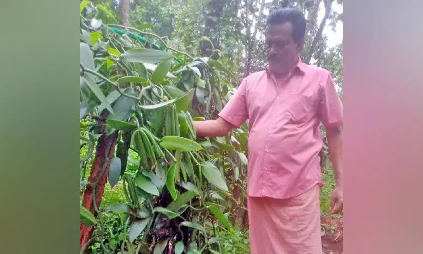 തിരികെ വരുന്നു വാനില വസന്തം.. തിരികെ വരുന്നു വാനില വസന്തം..