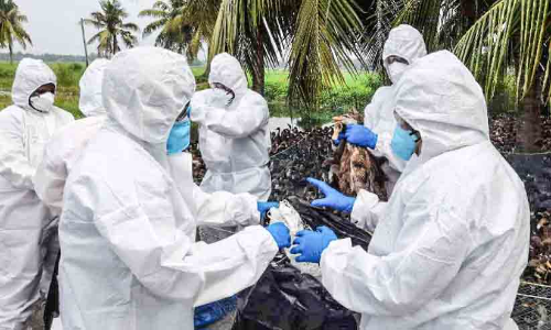 പക്ഷിപ്പനി ബാധിച്ച താറാവുകളെ കൊന്നൊടുക്കി