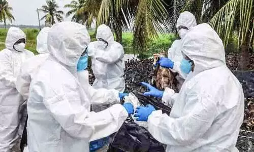 പക്ഷിപ്പനി ബാധിച്ച താറാവുകളെ കൊന്നൊടുക്കി