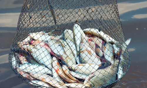 Strict Action against those who violate fishing laws