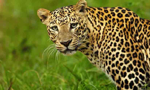 കലഞ്ഞൂർ കോട്ടപ്പാറക്ക് സമീപം പുലിയിറങ്ങി; ആടിനെ കൊന്നുതിന്നു