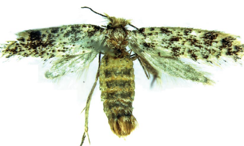 പുതിയ ഇനം നിശാശലഭത്തിന് തൃശൂർ സെൻറ് തോമസ് കോളജിന്‍റെ പേര്