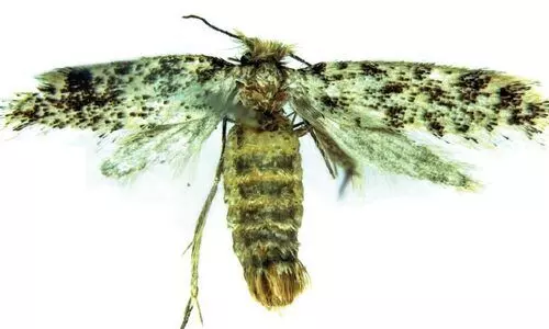 പുതിയ ഇനം നിശാശലഭത്തിന് തൃശൂർ സെൻറ് തോമസ് കോളജിന്‍റെ പേര്