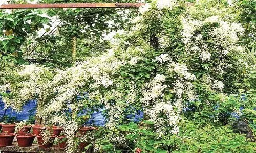 കണ്ണും മനസ്സും കവർന്ന് മണിമുല്ല പൂത്തു