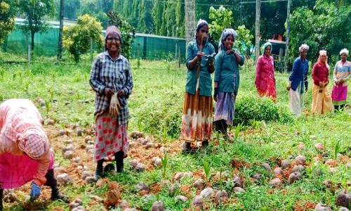 ആറളം ഫാം തൊഴിലാളികൾ പട്ടിണിയിലേക്ക്