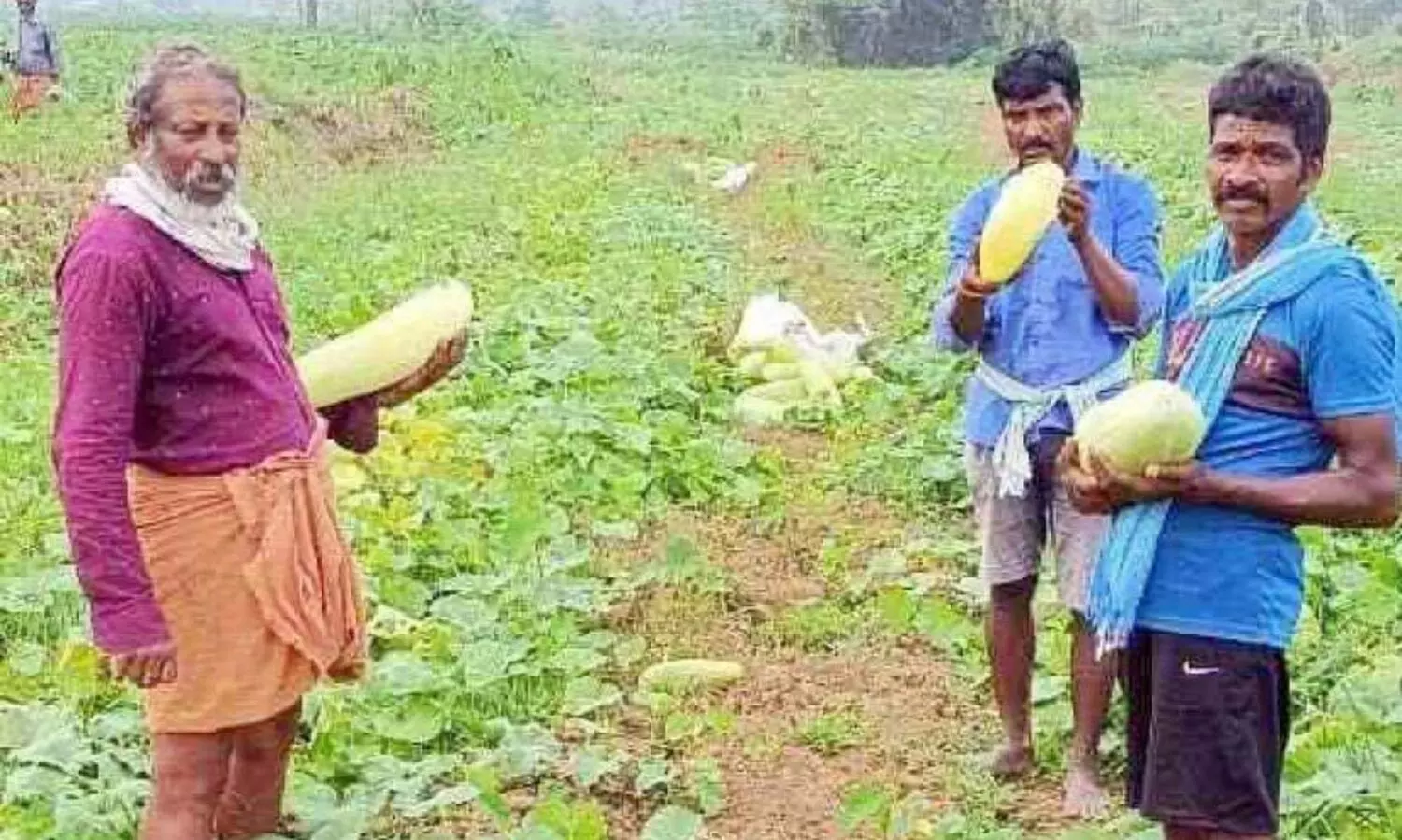 പൊട്ടുവെള്ളരി വാങ്ങാനാളില്ല; കർഷകൻ ബുദ്ധിമുട്ടിൽ