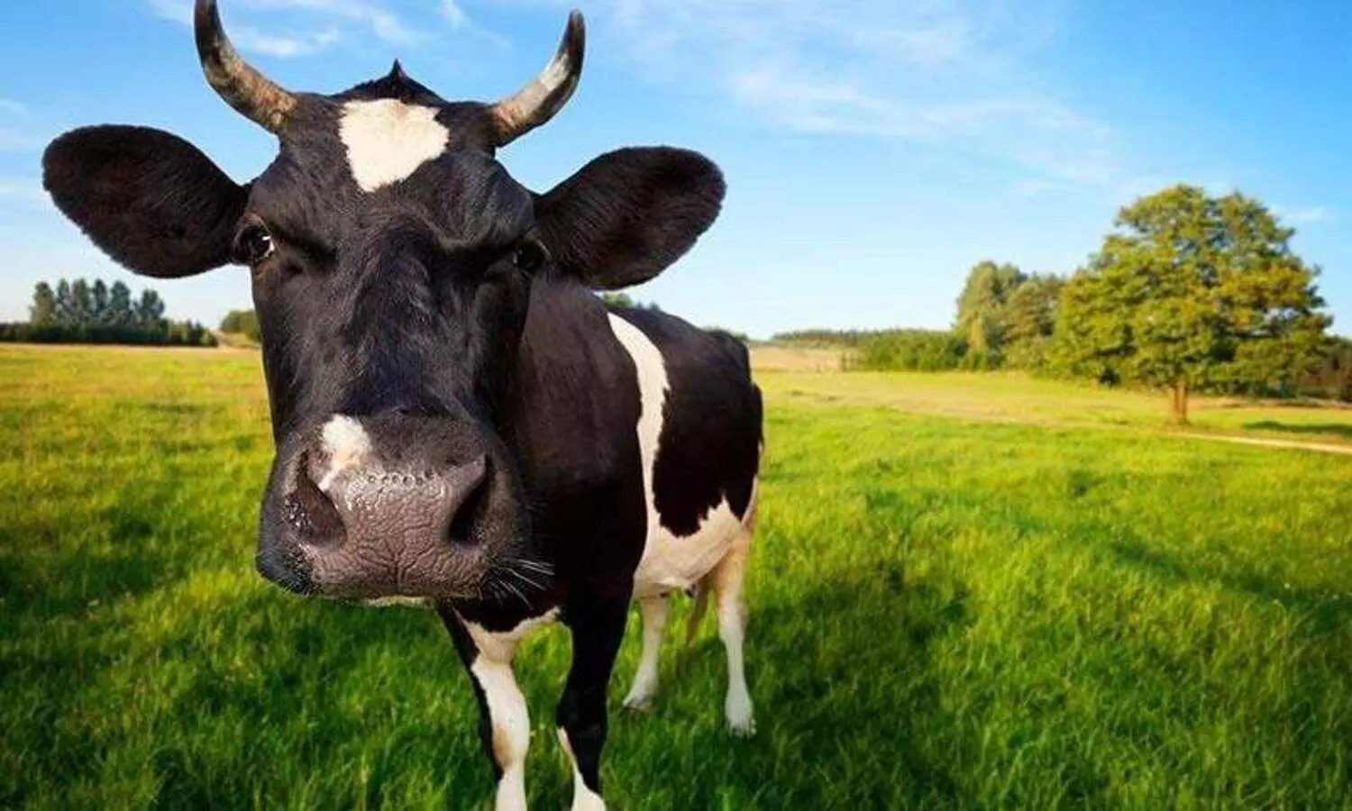 കോട്ടയത്ത് കാലിത്തീറ്റ കഴിച്ച് അവശനിലയിലായ ഒരു പശു കൂടി ചത്തു