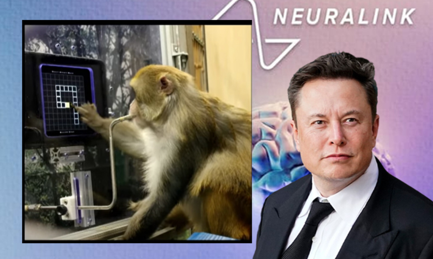 ന്യൂറാലിങ്കിന്റെ ചിപ്പ് തലച്ചോറിൽ ഘടിപ്പിച്ച കുരങ്ങൻ ചെയ്തത്; വിഡിയോയുമായി ഇലോൺ മസ്ക്