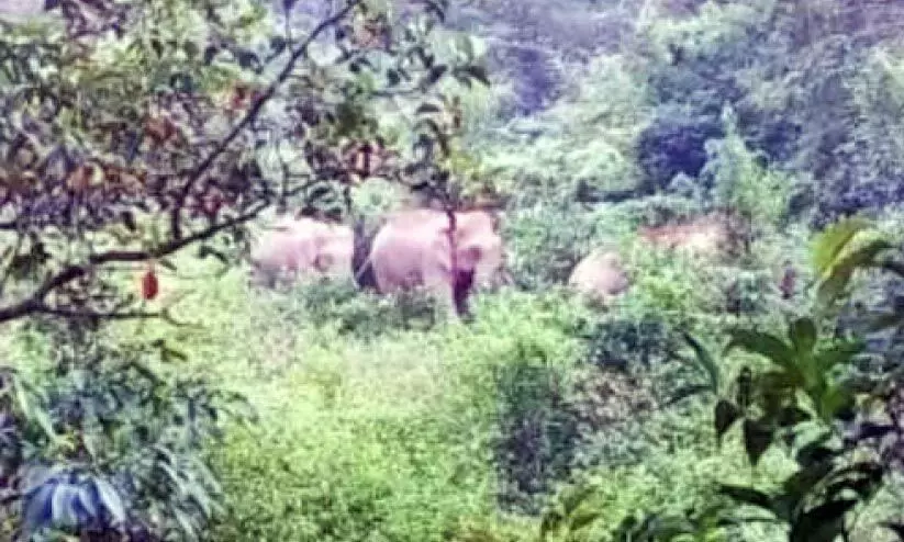 ആറളത്ത് ഭീതി പരത്തിയ മൂന്ന് കൊമ്പന്മാരെ വനത്തിലേക്ക് തുരത്തി ആറളത്ത് ഭീതി പരത്തിയ മൂന്ന് കൊമ്പന്മാരെ വനത്തിലേക്ക് തുരത്തി