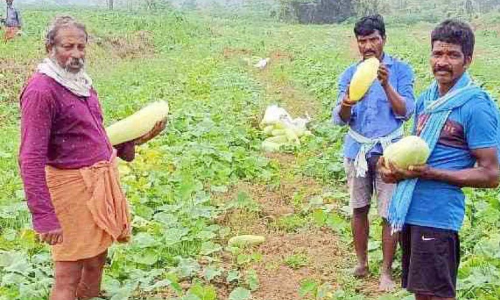പൊട്ടുവെള്ളരി വാങ്ങാനാളില്ല; കർഷകൻ ബുദ്ധിമുട്ടിൽ