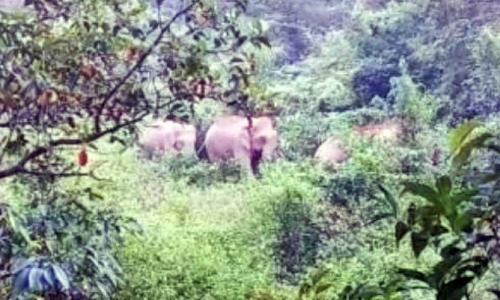 ആറളത്ത് ഭീതി പരത്തിയ മൂന്ന് കൊമ്പന്മാരെ വനത്തിലേക്ക് തുരത്തി