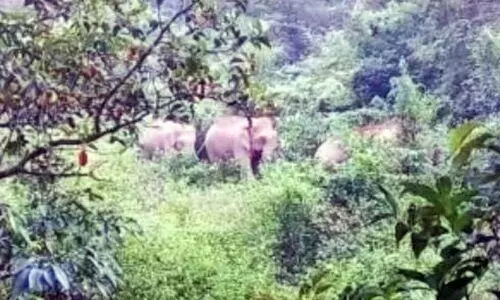 ആറളത്ത് ഭീതി പരത്തിയ മൂന്ന് കൊമ്പന്മാരെ വനത്തിലേക്ക് തുരത്തി