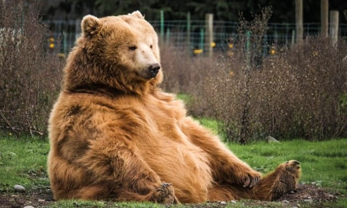 ചീ​യ​മ്പ​ത്ത് ക​ര​ടി​യു​ടെ സാ​ന്നി​ധ്യം; പ്ര​ദേ​ശ​വാ​സി​ക​ൾ ഭീ​തി​യി​ൽ