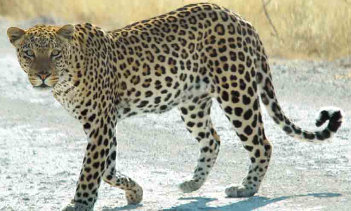 leopard