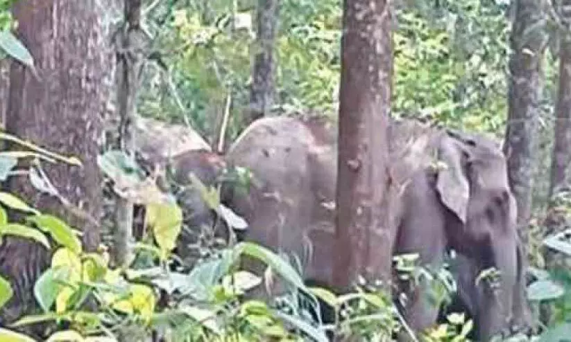 വിതുര ജേഴ്‌സിഫാമിൽ കാട്ടാനക്കൂട്ടം പുൽക്കൃഷി നശിപ്പിച്ചു