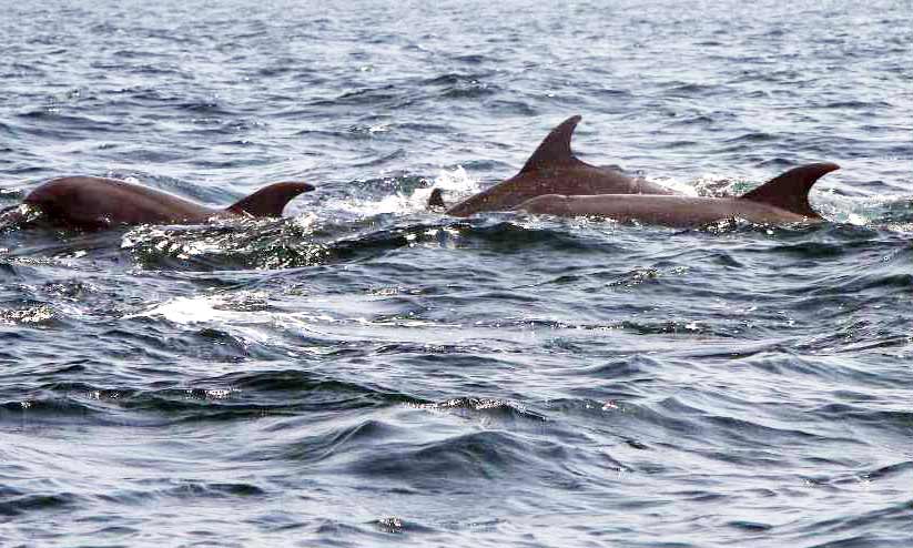 അവധി: ഡോൾഫിനുകളെ കാണാൻ വൻ തിരക്ക് അവധി: ഡോൾഫിനുകളെ കാണാൻ വൻ തിരക്ക്