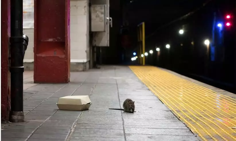 Wanted: New York City rat czar. Will offer salary as high as $170,000