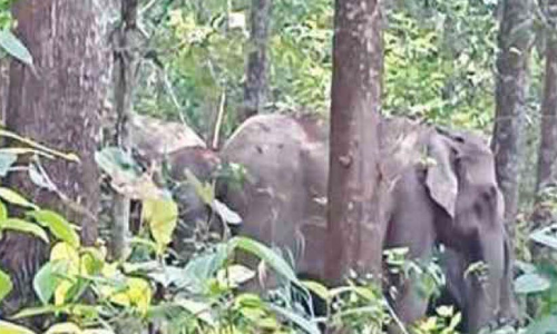 വിതുര ജേഴ്‌സിഫാമിൽ കാട്ടാനക്കൂട്ടം പുൽക്കൃഷി നശിപ്പിച്ചു