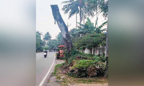 പാതയോരത്തെ ഉണങ്ങിയ മരം അപകടഭീഷണി