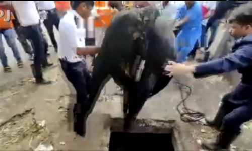 ഗർഭിണിയായ പശു ആഴത്തിലുള്ള ഗട്ടറിൽ വീണു, രക്ഷാപ്രവർത്തനത്തിന്റെ വിഡിയോ പുറത്ത്