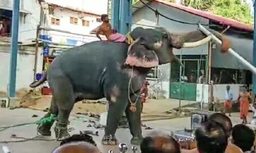 ഗുരുവായൂർ ക്ഷേത്ര പരിസരത്ത് വീണ്ടും ആന ഇടഞ്ഞു