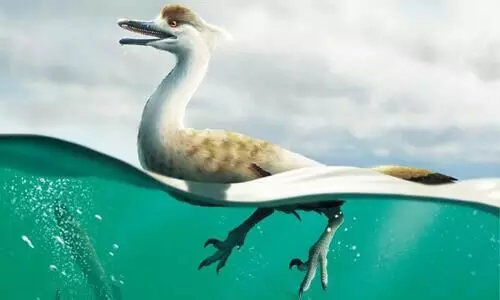 Scientists discover new duck-like dinosaur