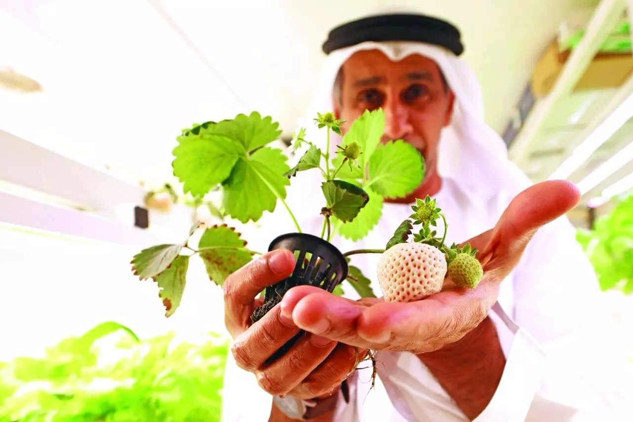 white strawberry white strawberry