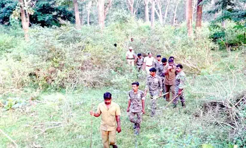 കടുവയെ കണ്ടെത്താൻ ഊർജിത തിരച്ചിൽ കടുവയെ കണ്ടെത്താൻ ഊർജിത തിരച്ചിൽ