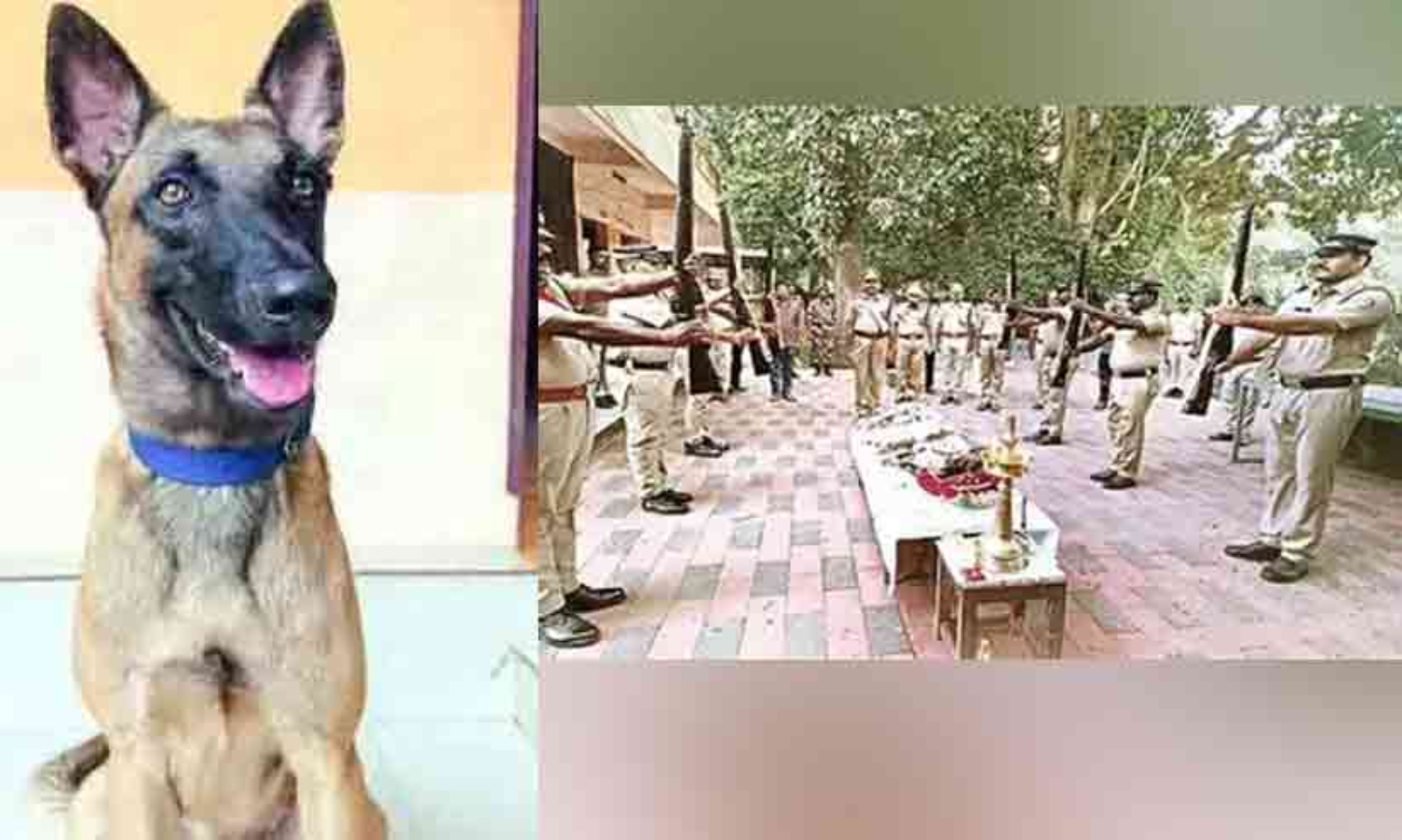 തെരുവ് നായക്കൂട്ടത്തെ കണ്ട് ഭയന്നോടിയ പൊലീസ് നായക്ക് സ്‌കൂട്ടറിടിച്ച് അന്ത്യം