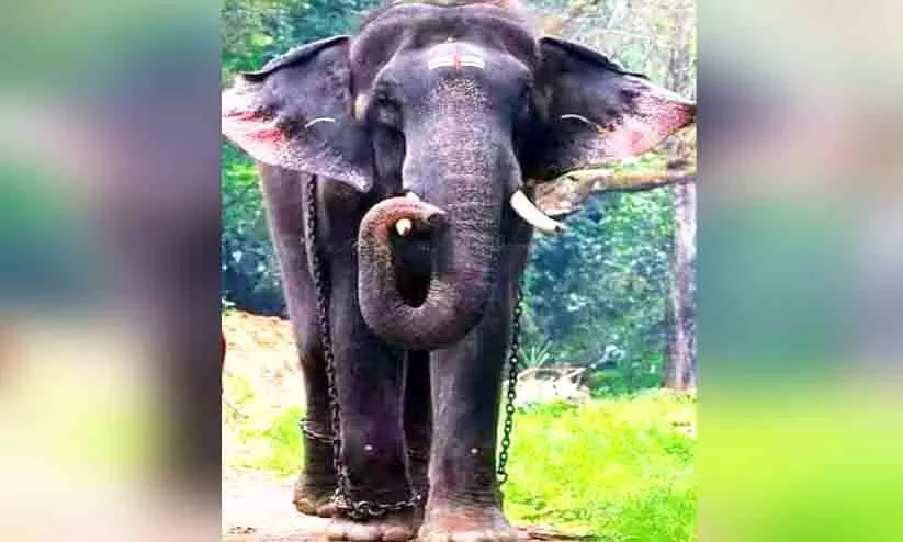 കൊമ്പൻ കോന്നി സുരേന്ദ്രനെ തടഞ്ഞ കേസ്: അടൂർ പ്രകാശ് എം.പിയെ അടക്കം വെറുതെ വിട്ടു