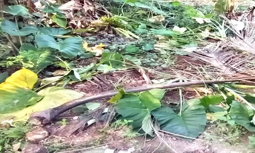 കാട്ടുപന്നിശല്യത്തിൽ പൊറുതിമുട്ടി കർഷകർ കാട്ടുപന്നിശല്യത്തിൽ പൊറുതിമുട്ടി കർഷകർ