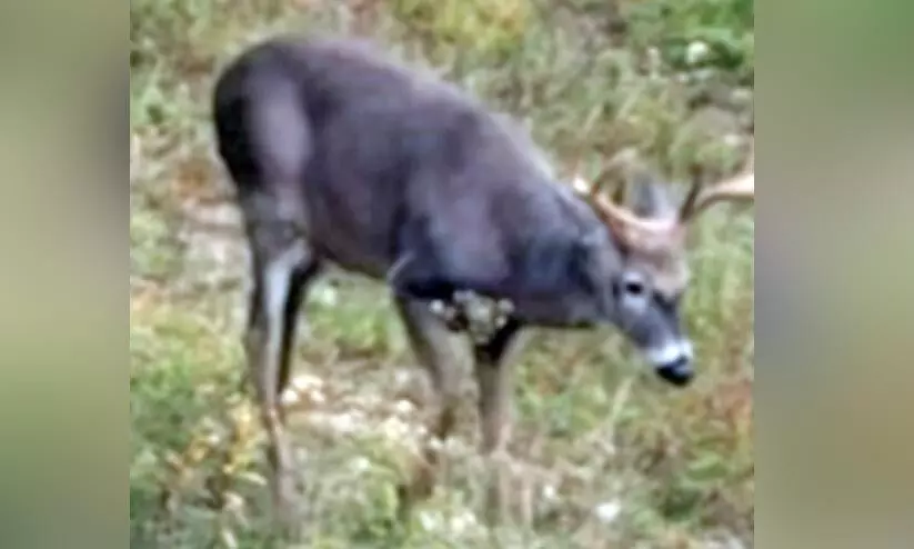 മലയോരത്ത് കൃഷിയിടം കൈയടക്കി കാട്ടുപന്നികളും മലാനുകളും