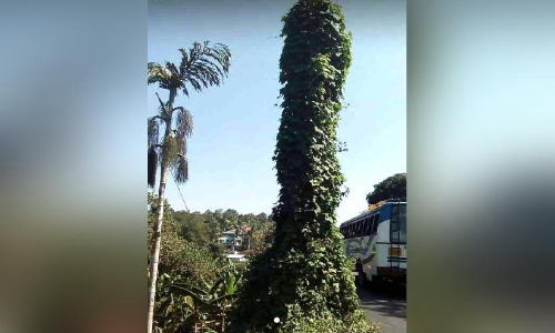 കുന്നത്തൂര്‍ പാലം കാട് കയറി നശിക്കുന്നു