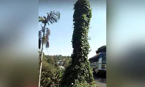 കുന്നത്തൂര്‍ പാലം കാട് കയറി നശിക്കുന്നു