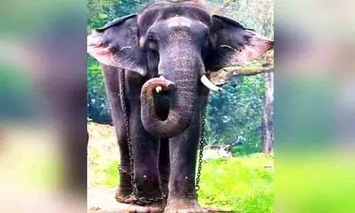 കൊമ്പൻ കോന്നി സുരേന്ദ്രനെ തടഞ്ഞ കേസ്: അടൂർ പ്രകാശ് എം.പിയെ അടക്കം വെറുതെ വിട്ടു