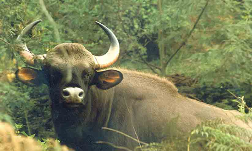 ആദിവാസിയെ കാട്ടുപോത്ത് ആക്രമിച്ചു