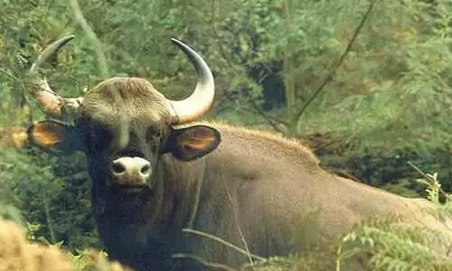 ആദിവാസിയെ കാട്ടുപോത്ത് ആക്രമിച്ചു