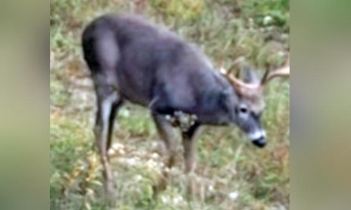 മലയോരത്ത് കൃഷിയിടം കൈയടക്കി കാട്ടുപന്നികളും മലാനുകളും