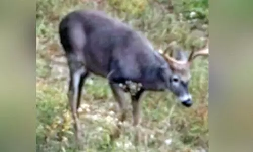 മലയോരത്ത് കൃഷിയിടം കൈയടക്കി കാട്ടുപന്നികളും മലാനുകളും മലയോരത്ത് കൃഷിയിടം കൈയടക്കി കാട്ടുപന്നികളും മലാനുകളും