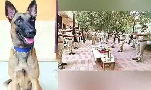 തെരുവ് നായക്കൂട്ടത്തെ കണ്ട് ഭയന്നോടിയ പൊലീസ് നായക്ക് സ്‌കൂട്ടറിടിച്ച് അന്ത്യം