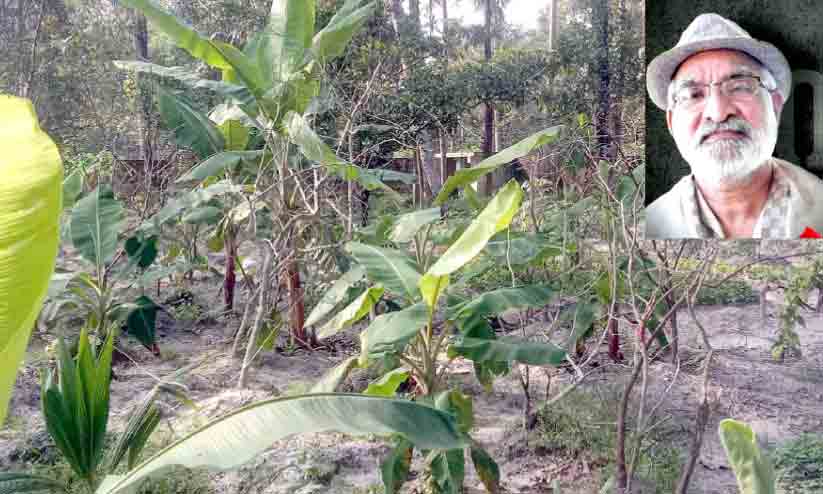 ഡോ. എൻ.എസ്. കൈമളിന്റെ വിയോഗം; അനാഥമായി ഈ കൃഷിയിടങ്ങൾ ഡോ. എൻ.എസ്. കൈമളിന്റെ വിയോഗം; അനാഥമായി ഈ കൃഷിയിടങ്ങൾ