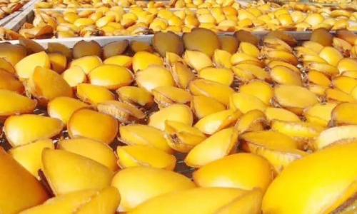 സ​ഫേ​ല വി​ള​വെ​ടു​പ്പി​ന്​ നി​യ​ന്ത്ര​ണം